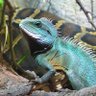 Lizard X 的头像