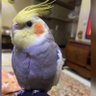 Mahsa profil fotoğrafı