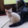 Фото профиля 愛国の茶でぶ猫