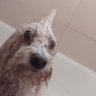 Фото профиля PERRO PUNK
