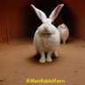 RabbitsOnMars 的头像