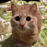 Крем-брюле profil fotoğrafı