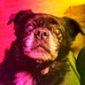 Cirazuny's profile picture