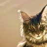 Allie Kat 1221 🇺🇸 profil fotoğrafı