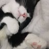 Profilbild von Necroz