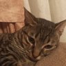 miau's profile picture
