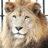 再不来 硬颗的可就没啦's profile picture