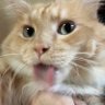 Profilbild von Kama's CINNAMON