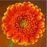 Фото профиля Sue Miller