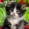 Natsuky Nhok profil fotoğrafı