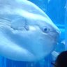 あす profil fotoğrafı