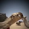هايل العتيبي 的头像