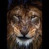 Pride of a lion profil fotoğrafı