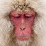 Sam Macaque profil fotoğrafı