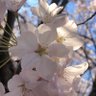 Profilbild von 🌸富士桜🌸