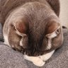 ともち 的头像