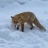 かっかさん profil fotoğrafı