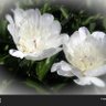 蒲田健一's profile picture