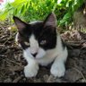子猫の子分 profil fotoğrafı