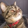 Київ's profile picture