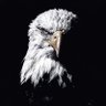 Фото профиля 🦅 Sertan JK 🦅