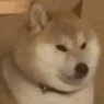 tianniunaihezi's profile picture
