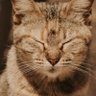 ユキマル profil fotoğrafı