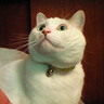 もとこ profil fotoğrafı