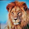 ヨッシー profil fotoğrafı