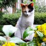 Olga 🐈☘️🦄😎 的头像