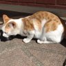 🍆めだか🔰だいふく🐟(看護学生) profil fotoğrafı