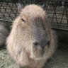 かぴばらと共に 的头像