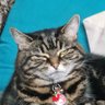 OversizedKitty's profile picture