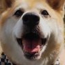 @コメさん/KOME ポケモンユナイト's profile picture
