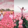 Фото профиля توليبه(نسمة الكويت)/مريم