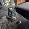 Profilbild von sane cat lady