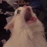 krisrage & krisfreak's profile picture