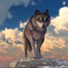 Фото профиля Wolf