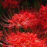 CrimsonSpiderLiLy 的头像