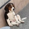 重生之我是比格犬 profil fotoğrafı