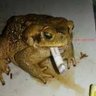 Anfíbio falante profil fotoğrafı