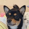 Profilbild von まろ眉のもなか（柴チワ）