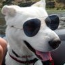 Mr PeeBuddy's profile picture