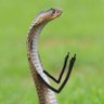 Kenapa? gak seneng?'s profile picture