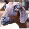 angryANGRYGoat🤘🐐's profile picture