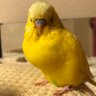 アッカーマン·リカ 3/21 プラグナシ参戦💖 的头像