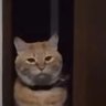 Profilbild von Albert
