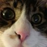 Taymır The Cat 的头像