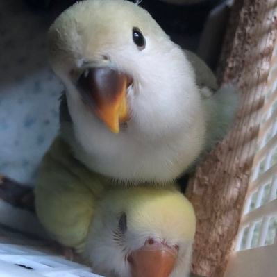 ããããª's profile picture