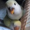 あいかな 的头像